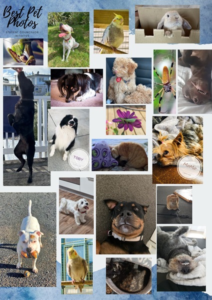 Arahoe School- We asked families to send in their amazing or cute family pet photos to build awareness and make learning fun. It features indoor and outdoor pets!